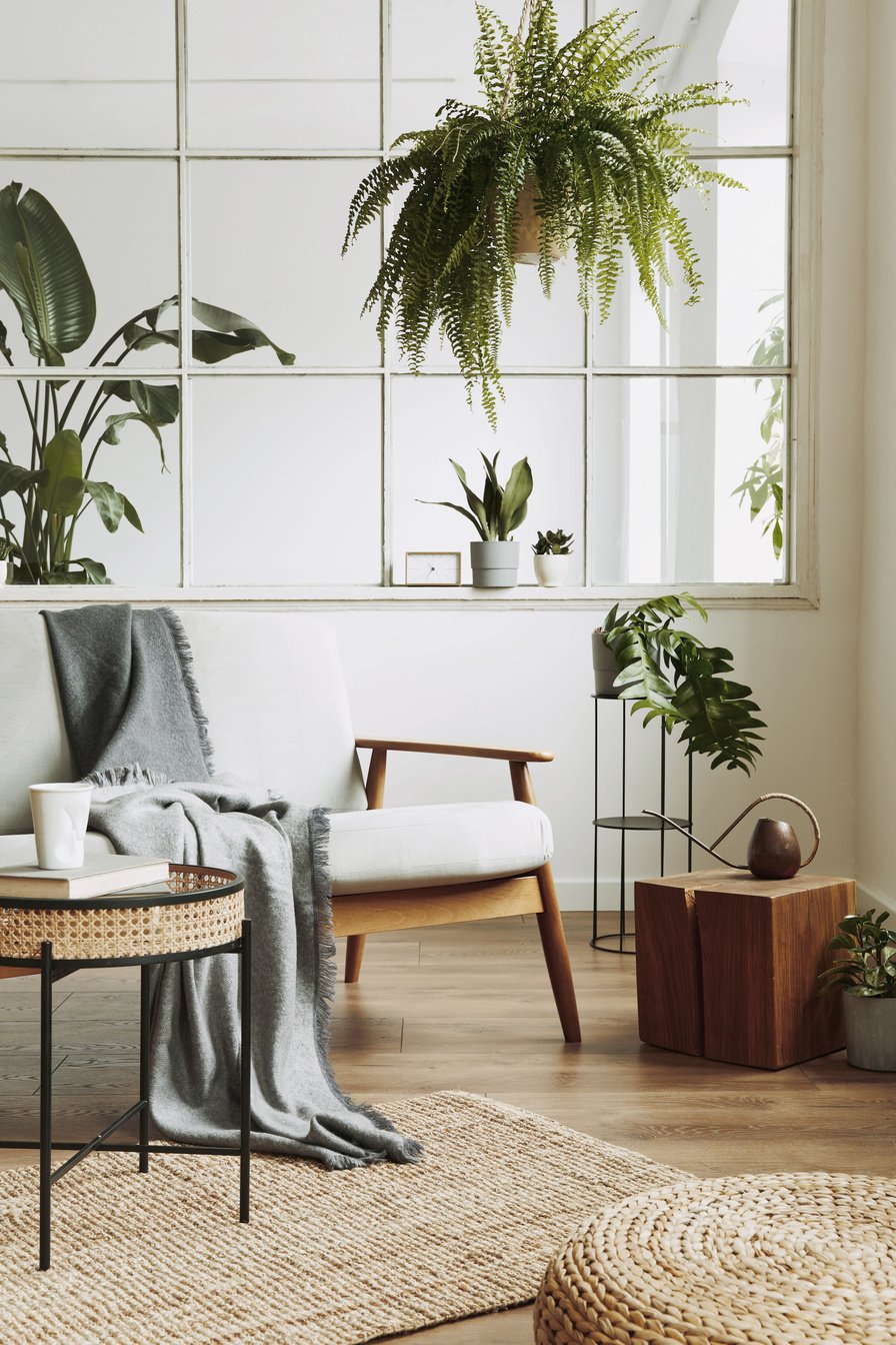 Interior design of scandinavian open space with velvet sofa, plants, furniture, in stylish home staging. Template.